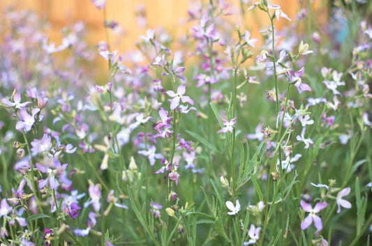 Hoary Stock 1000 Seeds. Intense fragrance flower, non GMO, fresh, easy to grow Vesta Market