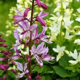 Dyptam, Shrub of Moses 20 seeds, non GMO, fresh, easy to grow - Vesta Market