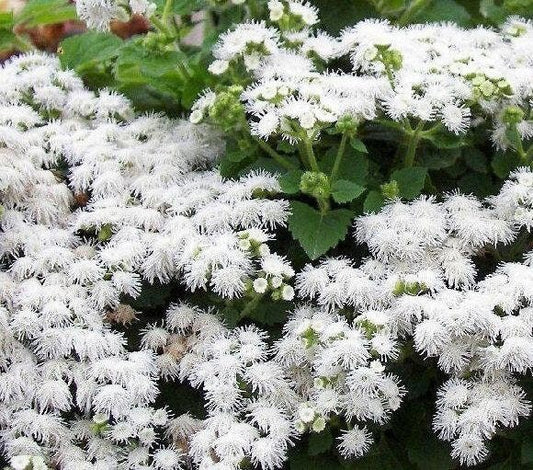 Mexican Ageratum White 200 seeds, non GMO, fresh, easy to grow Vesta Market