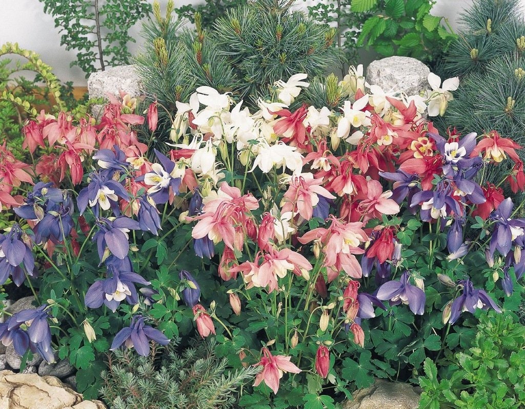 Columbine Double Mixed Colors 100 Seeds, non GMO, fresh, easy to grow - Vesta Market