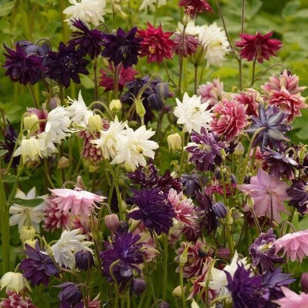 Columbine Double Mixed Colors 100 Seeds, non GMO, fresh, easy to grow - Vesta Market
