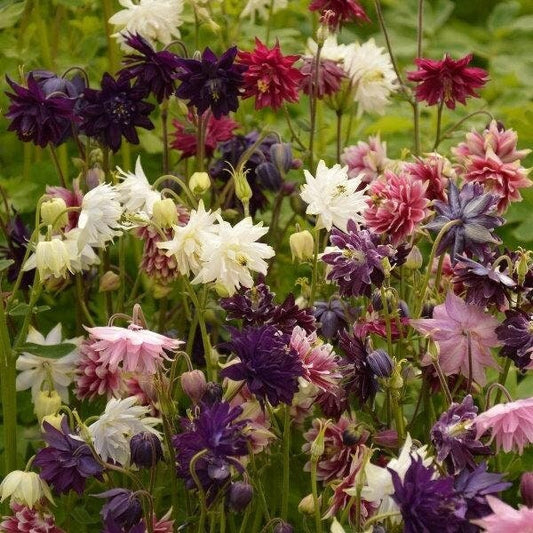 Columbine Double Mixed Colors 100 Seeds, non GMO, fresh, easy to grow - Vesta Market