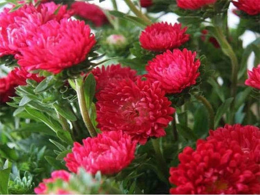 Aster Tall Plume Flame 100 Seeds, non GMO, fresh, easy to grow - Vesta Market