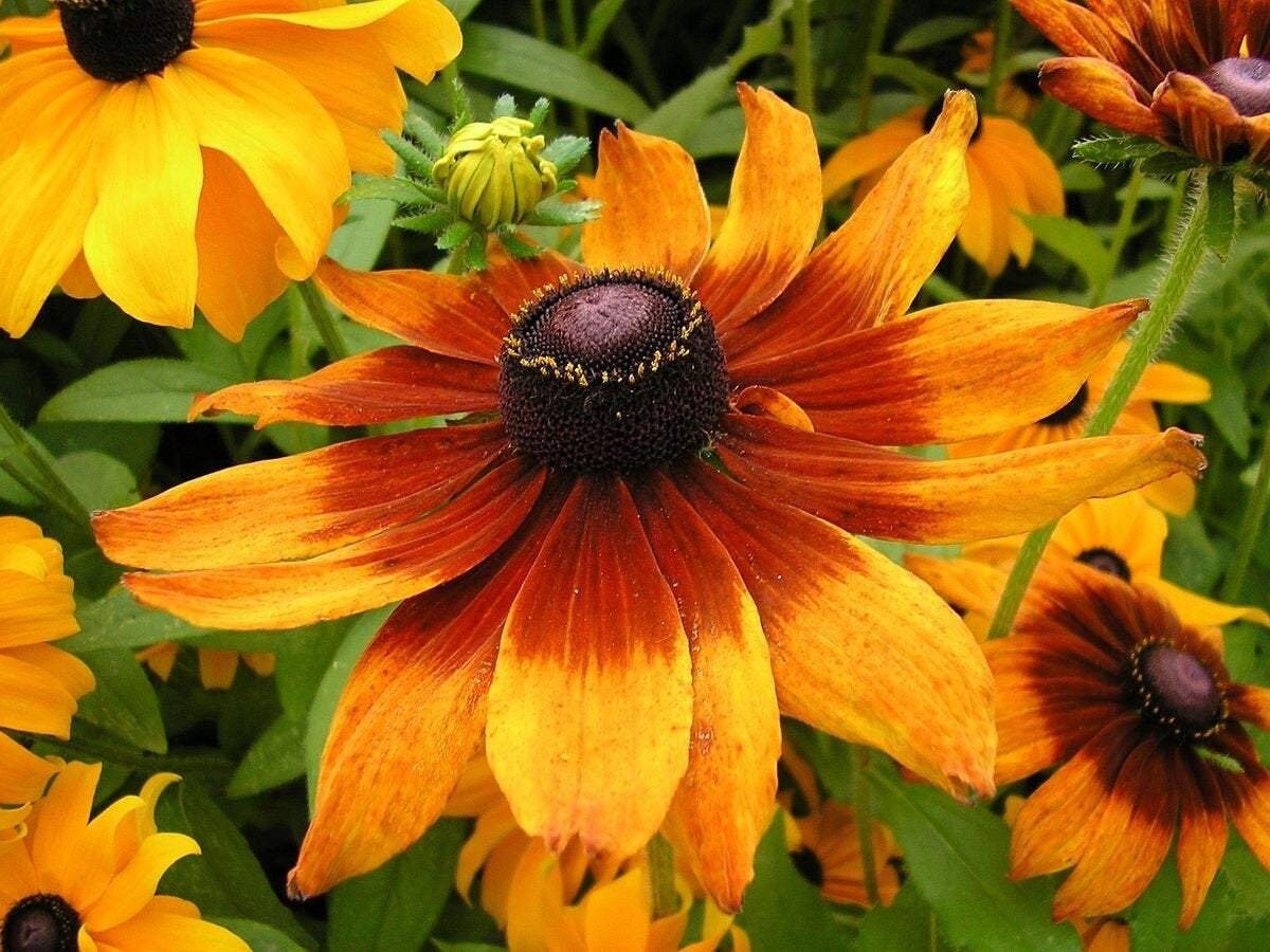 Black-eyed Susan 200 seeds, fresh, easy to grow - Vesta Market