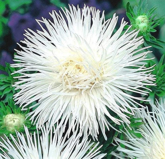 Aster Flower White 100 Seeds, non GMO, fresh, easy to grow - Vesta Market