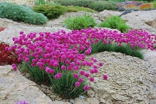 Armeria Flower 100 seeds, non GMO, fresh, easy to grow - Vesta Market