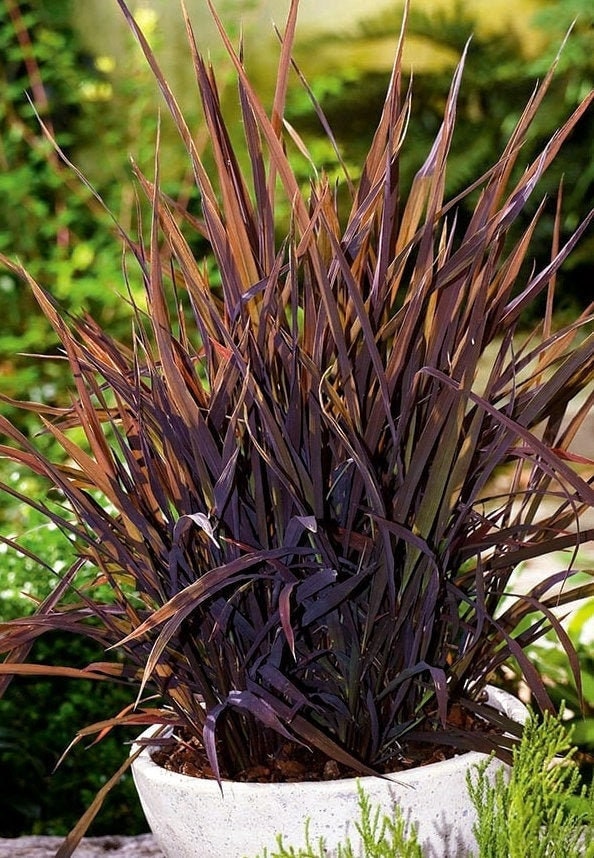 Black Madras Ornamental Rice (Oryza sativa) 50 seeds, non GMO, fresh, easy to grow - Vesta Market