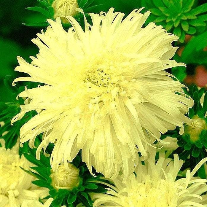 Aster Tall Plume Izabela 100 Seeds, non GMO, fresh, easy to grow - Vesta Market