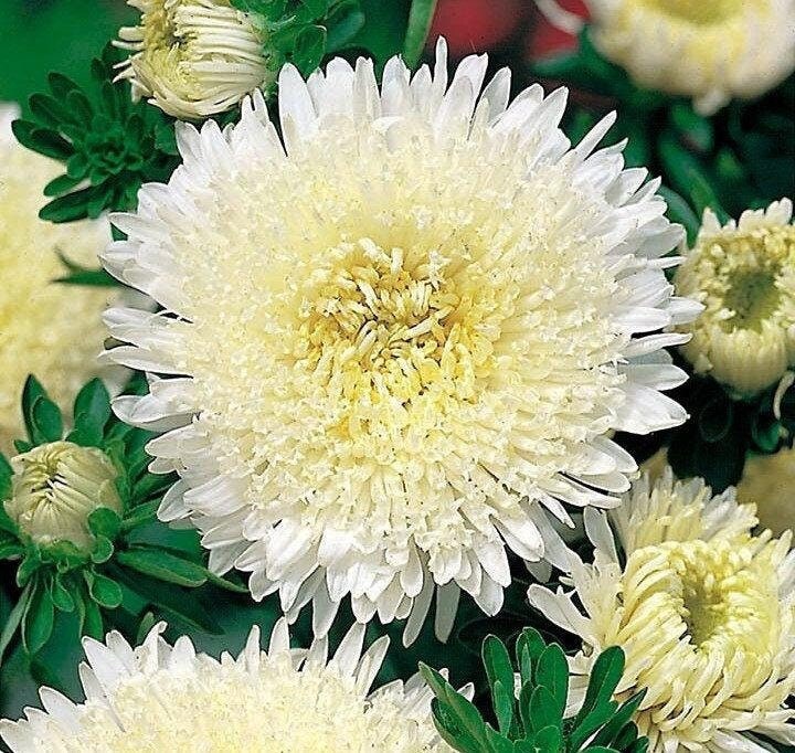 Aster Tall Princess Aleksandra 100 seeds, fresh, easy to grow - Vesta Market