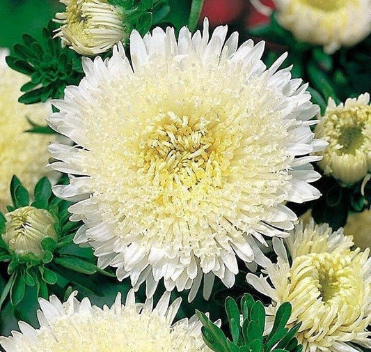 Aster Tall Princess Aleksandra 100 seeds, fresh, easy to grow - Vesta Market