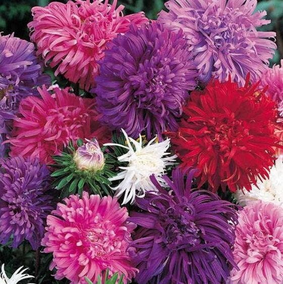 Aster Chrysanthemum Mixed Colors 50 Flower Seeds, fresh, easy to grow - Vesta Market