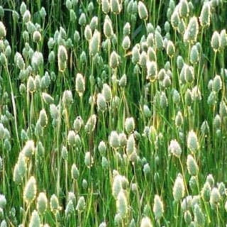 Canary Brain seeds, non GMO, fresh, easy to grow - Vesta Market