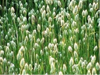 Canary Brain seeds, non GMO, fresh, easy to grow - Vesta Market