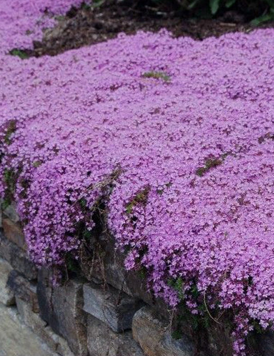 Breckland Wild Thyme 100 seeds - Vesta Market