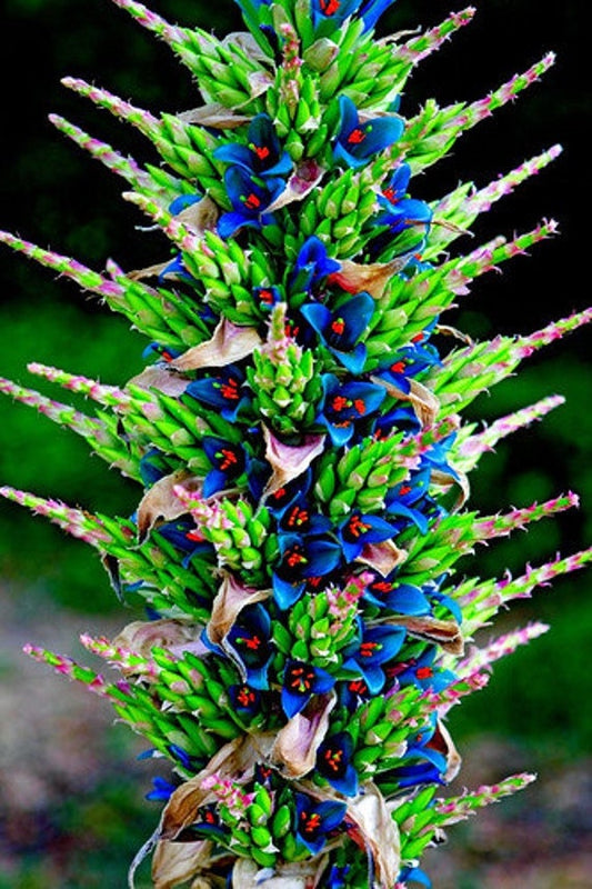 Chilean Sapphire Tower, Puya Alpestis 5 seeds - Vesta Market