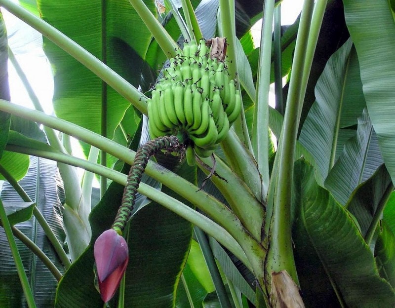 Plantain Tree, Musa Balbisiana, 3 seeds - Vesta Market