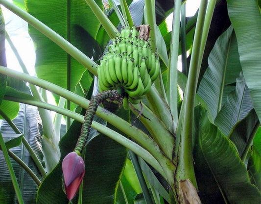 Plantain Tree, Musa Balbisiana, 3 seeds - Vesta Market