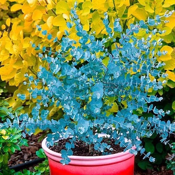 Gorgeous Eucalyptus Gunnii, 5 seeds - Vesta Market
