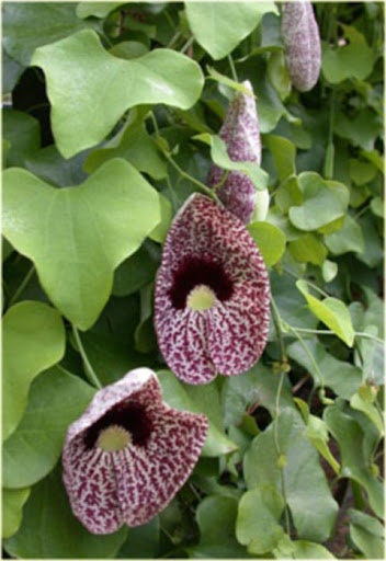 Beautiful Manchurian Pipevine 5 seeds - Vesta Market