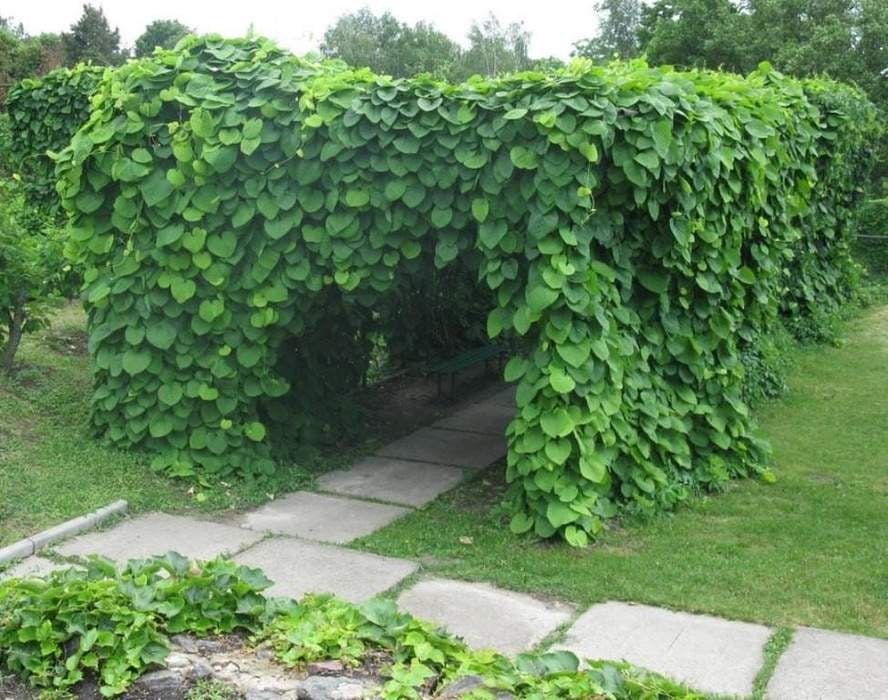 Beautiful Manchurian Pipevine 5 seeds - Vesta Market
