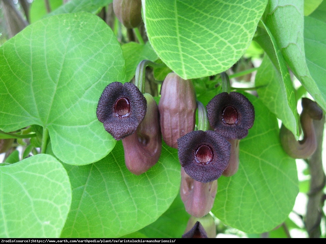 Beautiful Manchurian Pipevine 5 seeds - Vesta Market