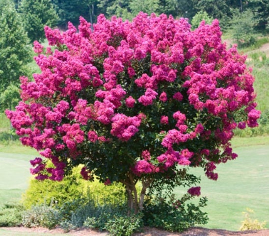 Crepe Myrtle 5 seeds Flowering for 120 days, fresh, easy to grow - Vesta Market
