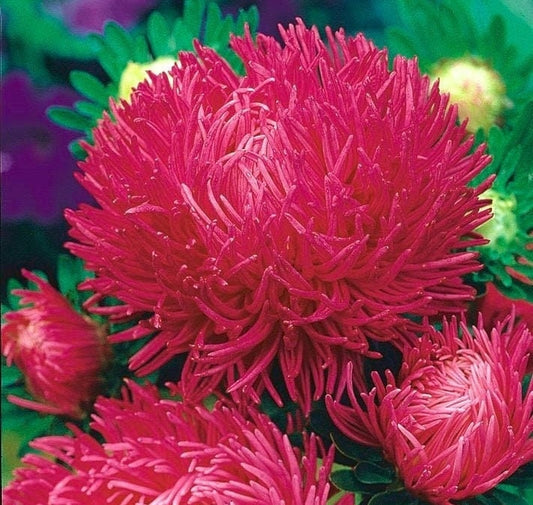 Aster Tall Needle Inga 200 seeds, non GMO, fresh, easy to grow - Vesta Market