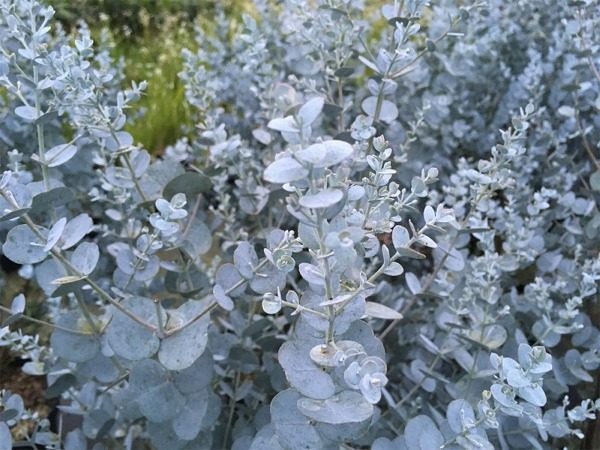 Tasmanian Blue Gum - 10 seeds Vesta Market