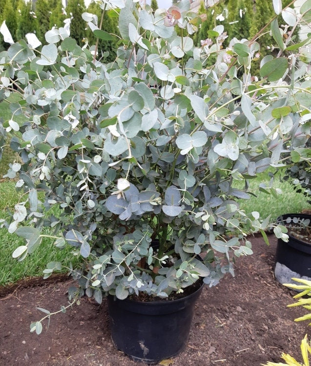 Tasmanian Blue Gum - 10 seeds Vesta Market