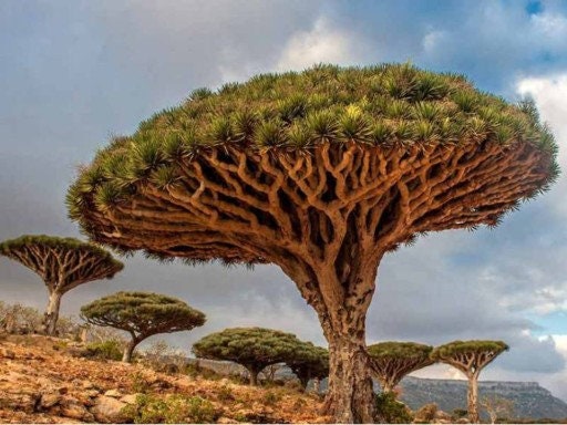 Stunning Cape Verde Dragon Tree 3 seeds Vesta Market