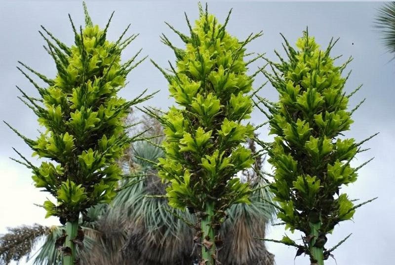 Chilean Puya Chilensis, 3 seeds - Vesta Market