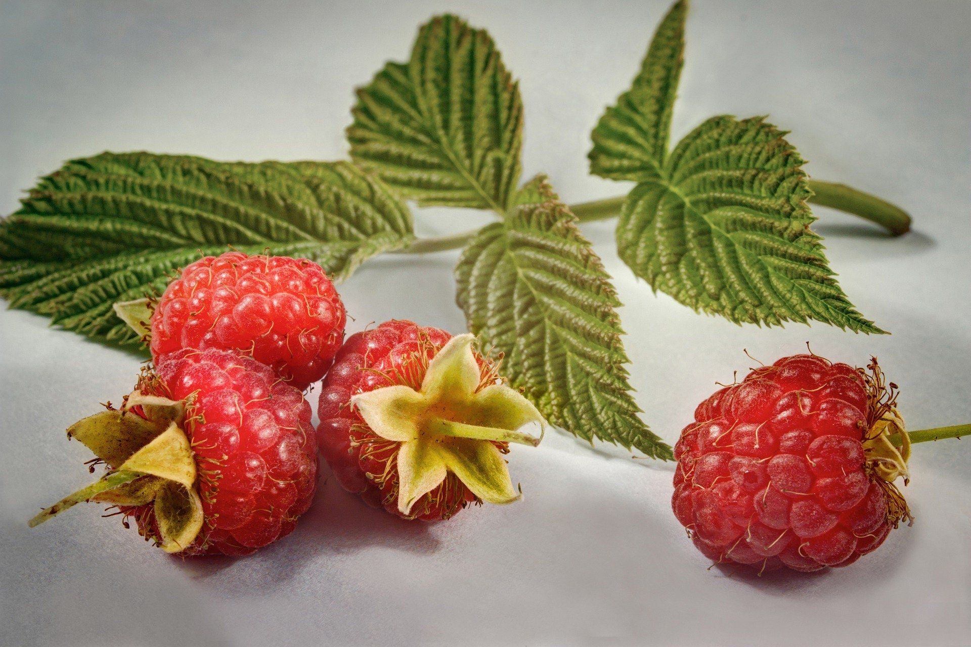 Dried Raspberry Leafs / 25 g / 0.88 oz - Vesta Market