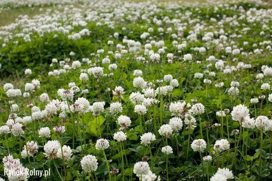 Dried White Clover Shamrock Flower / 25 g / 0.88 oz - Vesta Market