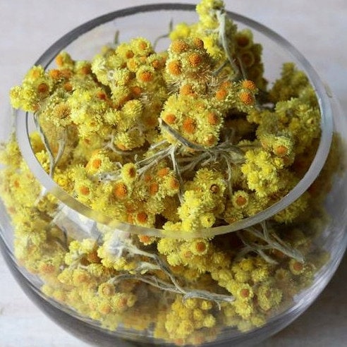 Dried Strawflower Flower Golden Everlasting 25g / 0.88 oz - Vesta Market