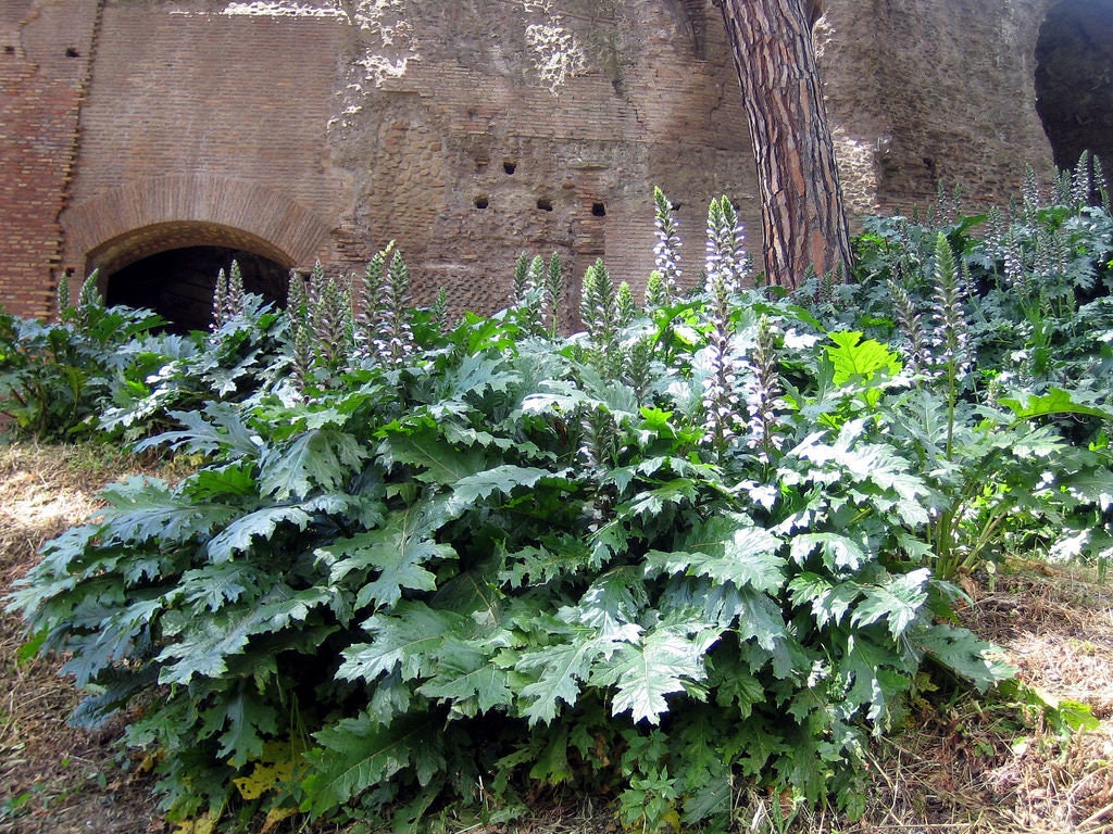 Rare Gator Plant - Sea Dock - Bear's Breeches - Oyster Plant (Acanthus Mollis) 12 seeds - Vesta Market