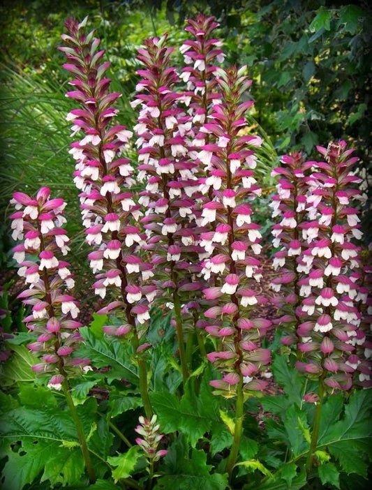 Rare Gator Plant - Sea Dock - Bear's Breeches - Oyster Plant (Acanthus Mollis) 12 seeds - Vesta Market