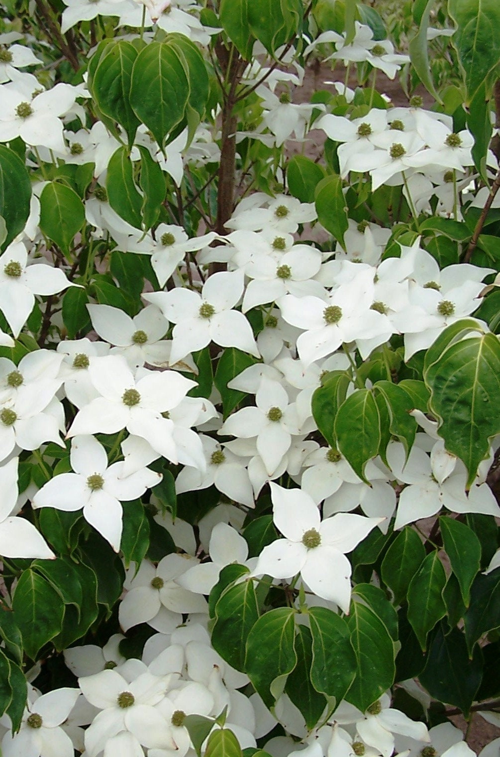 Rare Kousa - Kousa Dogwood - Korean Dogwood - Japanese Dogwood - Cornus Kousa Milky Way - Vesta Market
