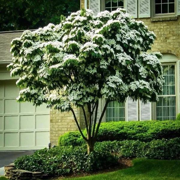 Rare Kousa - Kousa Dogwood - Korean Dogwood - Japanese Dogwood - Cornus Kousa Milky Way - Vesta Market