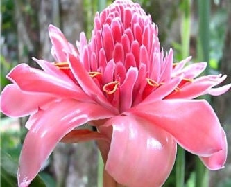 Torch Ginger - Etlingera Elatior - Alpinia magnifica Roscoe - Painted Net Leaf Pink 4 seeds Vesta Market
