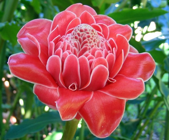 Torch Ginger - Etlingera Elatior - Alpinia magnifica Roscoe - Painted Net Leaf Pink 4 seeds Vesta Market