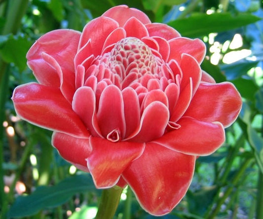 Torch Ginger - Etlingera Elatior - Alpinia magnifica Roscoe - Painted Net Leaf Pink 4 seeds Vesta Market