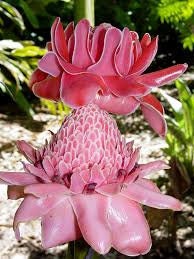 Torch Ginger - Etlingera Elatior - Alpinia magnifica Roscoe - Painted Net Leaf Pink 4 seeds Vesta Market