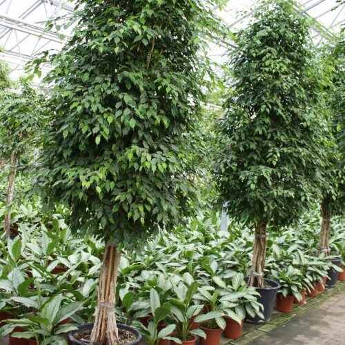 Java Fig - Ficus Benjamina - Weeping Fig - Benjamin Tree - 20 seeds - Vesta Market