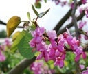 Love Tree - Judas Tree - Edible Flowers - 20 Seeds - Vesta Market