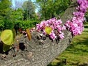 Love Tree - Judas Tree - Edible Flowers - 20 Seeds - Vesta Market