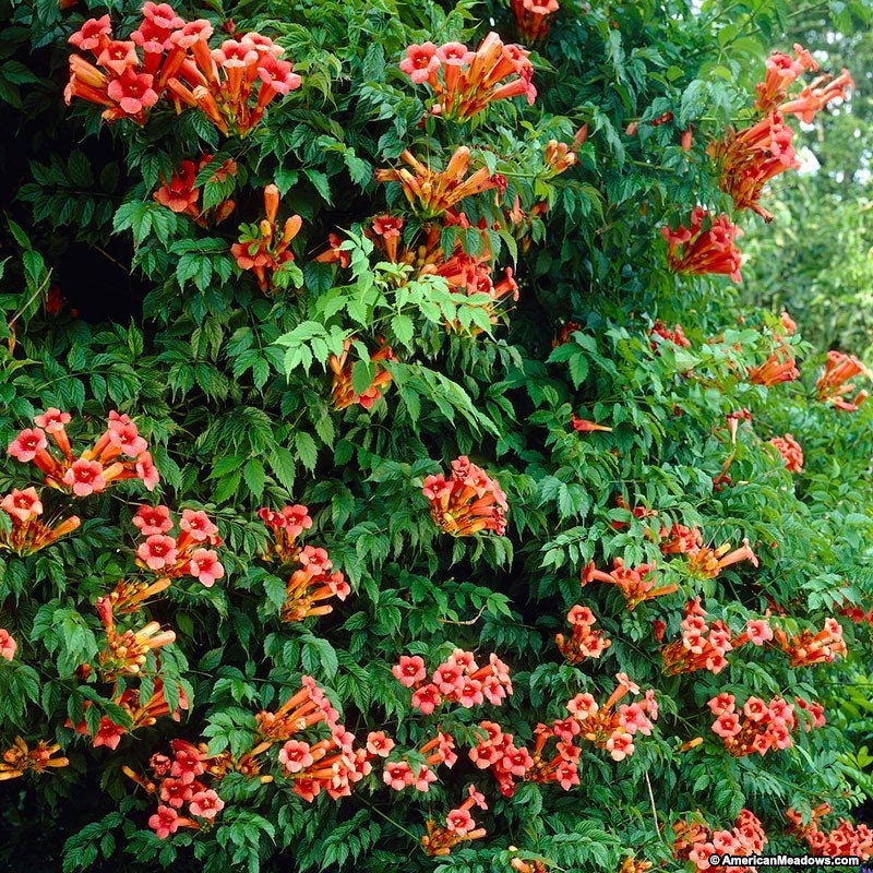 Rare Trumpet Vine - Devil's Shoestring - Cow Vine (Campsis Radicans) 40 Seeds - Vesta Market