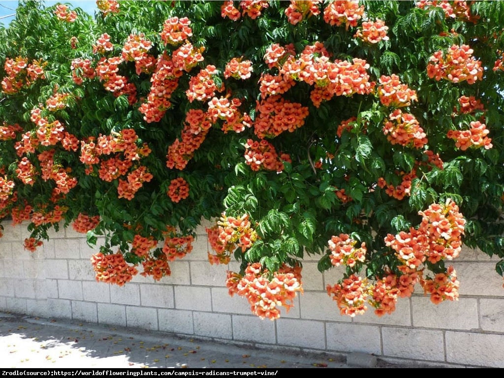 Rare Trumpet Vine - Devil's Shoestring - Cow Vine (Campsis Radicans) 40 Seeds - Vesta Market