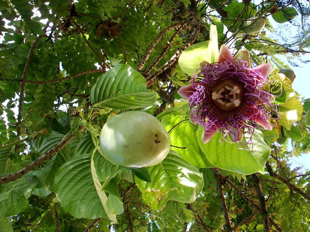Unique and rare Giant Granadilla - Barbadine - Giant Tumbo - Passiflora Quadrangulais   4 seeds Vesta Market