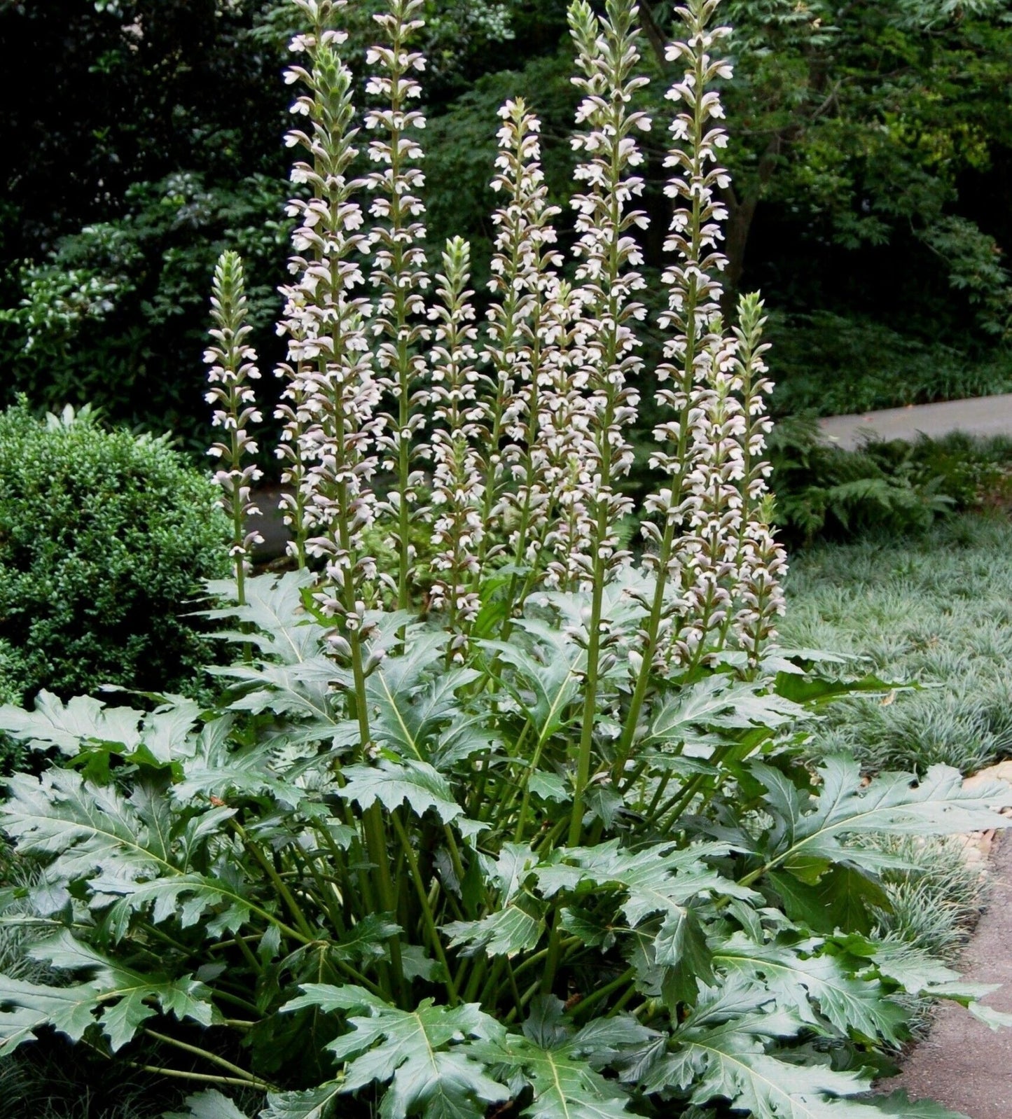 Rare Gator Plant - Sea Dock - Bear's Breeches - Oyster Plant (Acanthus Mollis) 12 seeds - Vesta Market