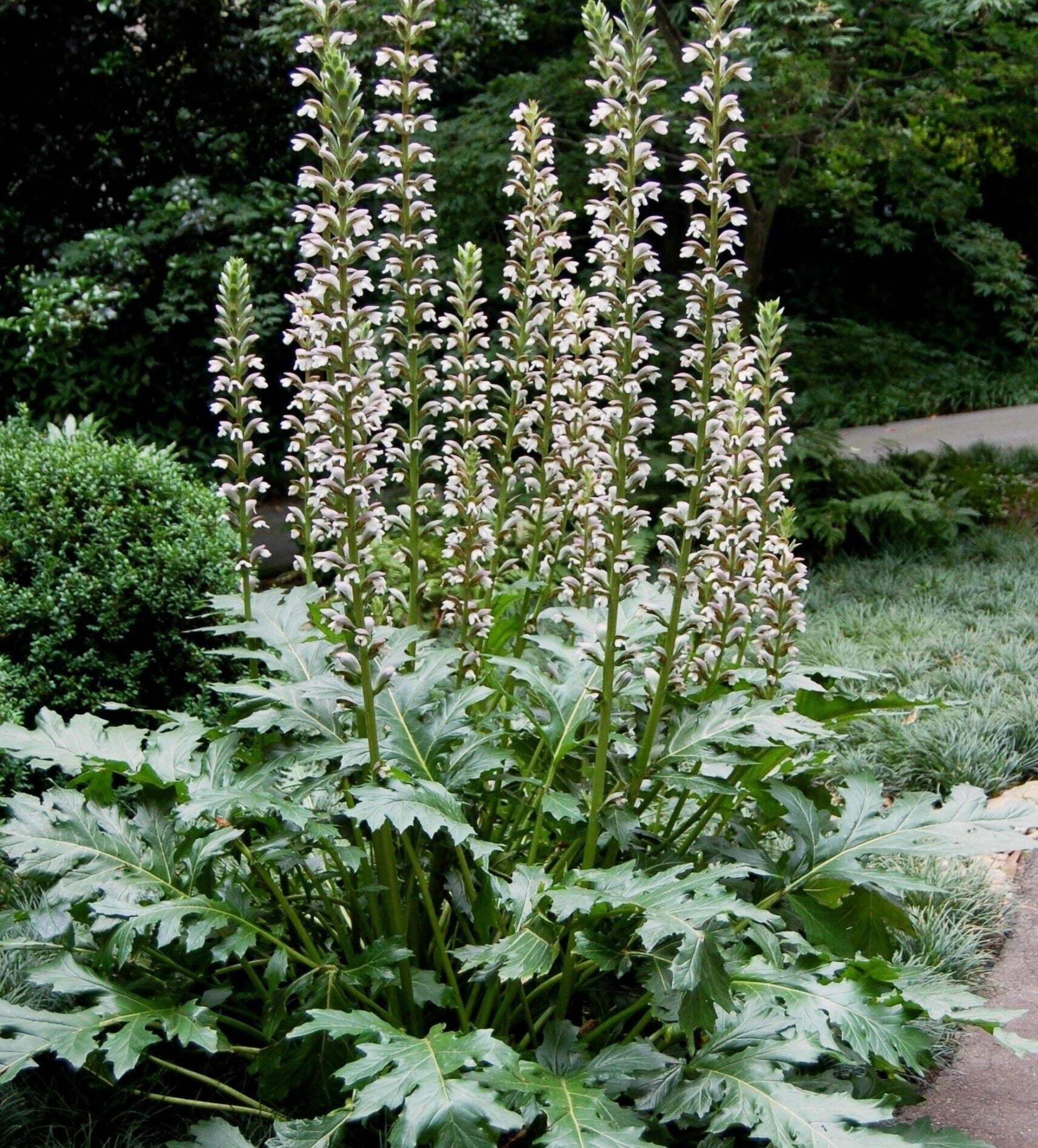 oyster plant seeds Rare Gator Plant Seeds – Acanthus mollis – Sea Dock / Bear's Breeches /  Oyster Plant